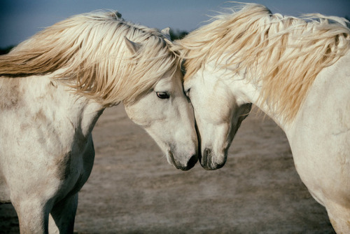 camargue pony